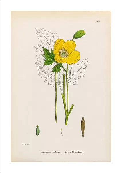 Yellow Welsh Poppy, Papaver cambrica, Victorian Botanical Illustration, 1863