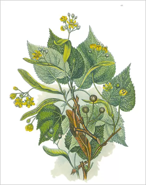 Victorian Botanical Illustration of a Lime Tree