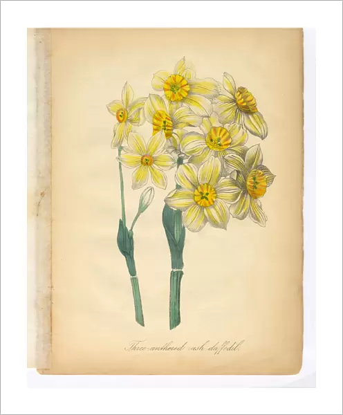 Daffodil, Narcissus, Victorian Botanical Illustration