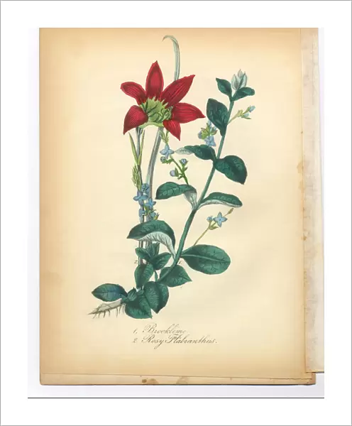 Brooklime and Rosy Habranthus, Rain Lily, Victorian Botanical Illustration