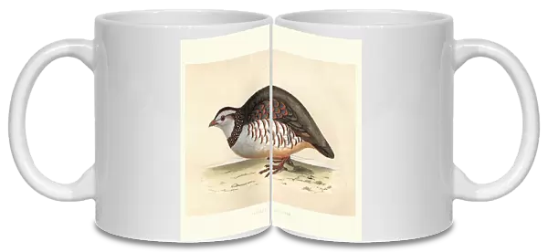 Natural history, Birds, Barbary partridge (Alectoris barbara)