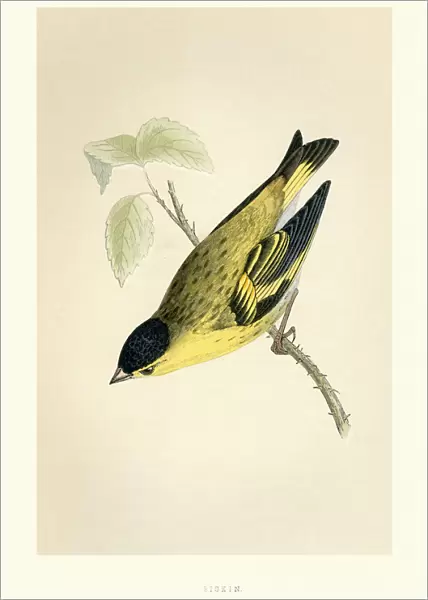 Natural History - Birds - Eurasian siskin