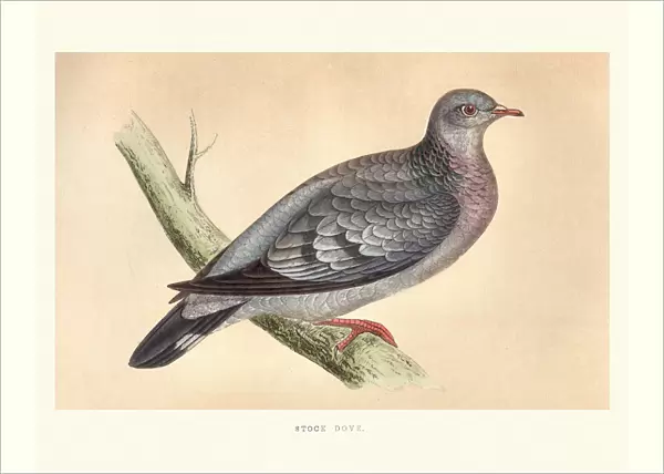Natural history, Birds, stock dove (Columba oenas)