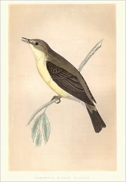 Natural history, Birds, Melodious warbler (Hippolais polyglotta)