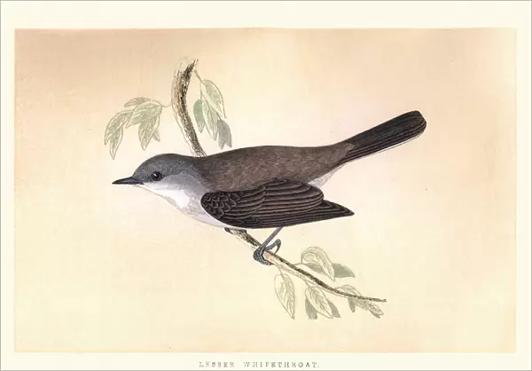 Natural history, Birds, Lesser whitethroat (Sylvia curruca)