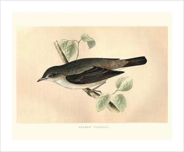Natural History, Birds, Garden warbler
