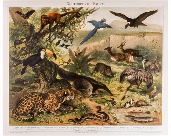 Neotropical Fauna Antique Lithograph 1896