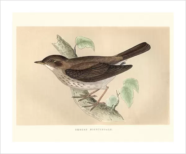 Natural History, Birds, Thrush nightingale (Luscinia luscinia)