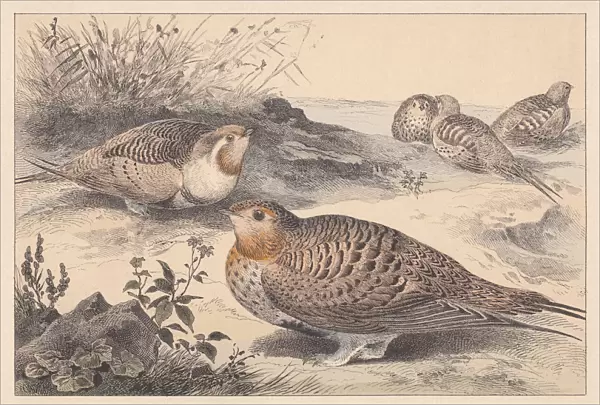 Pallass sandgrouse (Syrrhaptes paradoxus), hand-colored lithograph, published in 1889