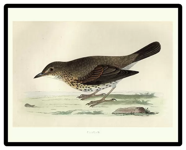 Natural History, Birds, Song thrush (Turdus philomelos)