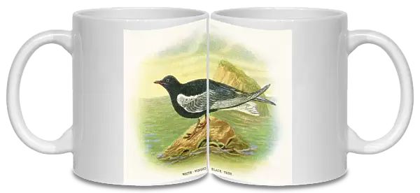 Tern birds from Great Britain 1897