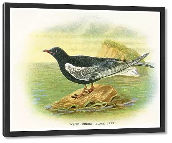 Tern birds from Great Britain 1897