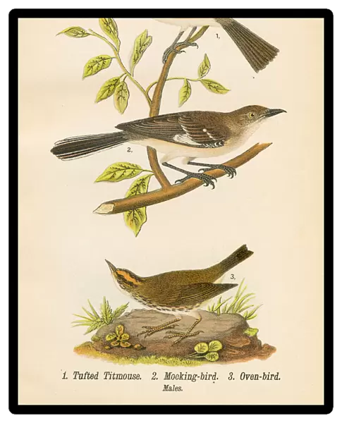 Mocking bird lithograph 1890