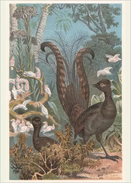 Superb lyrebird (Menura novaehollandiae), lithograph, published in 1882