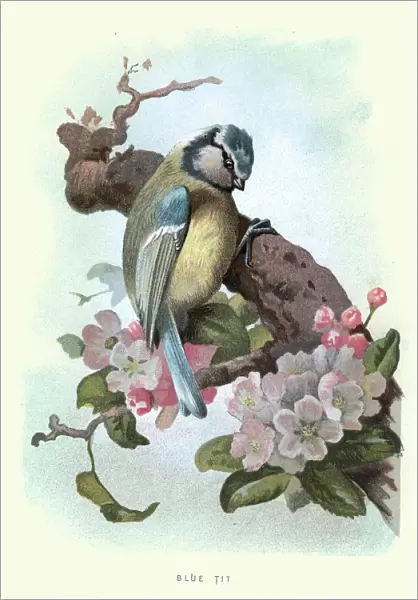 Natural History - Birds - Blue Tit