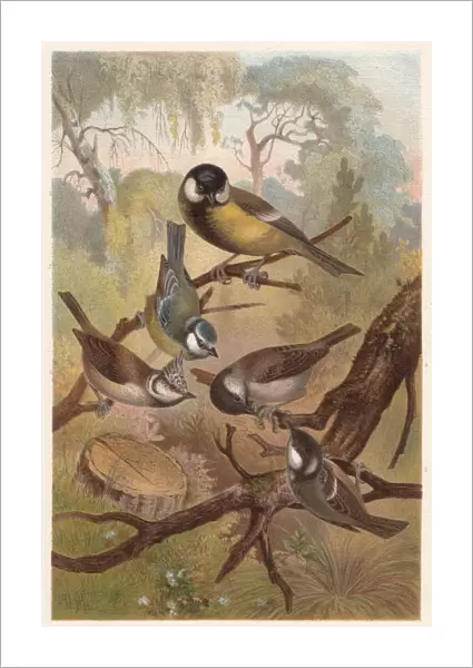 Chickadees (Paridae), lithograph, published in 1882
