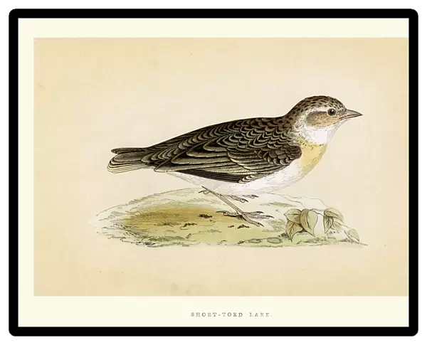 Natural History - Birds - Short toed Lark