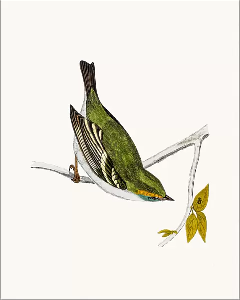 Yellow-Browed Warbler