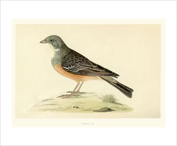 Natural history - Birds - Ortolan bunting