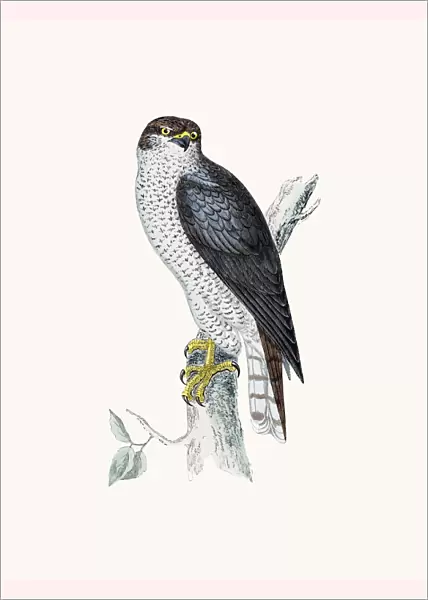 Goshawk Accipiter bird of prey