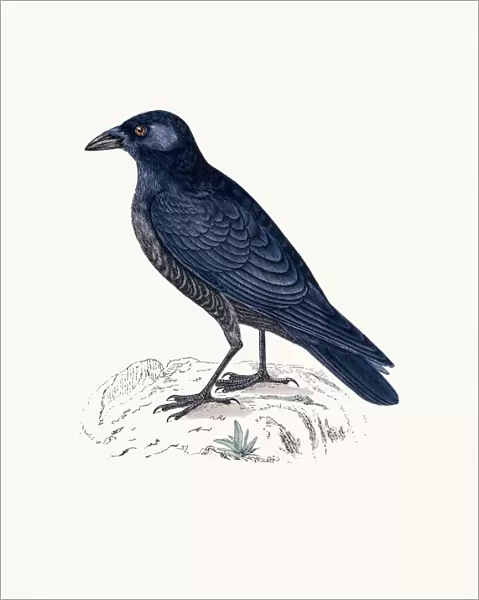 Crow bird. A photograph of an original hand-colored engraving