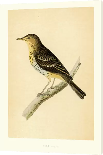 Birds - Tree Pipit - Anthus trivialis