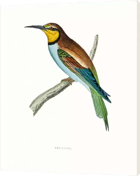 Bee Eater. A photograph of an original hand-colored engraving