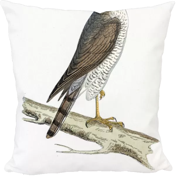 Sparrow Hawk bird 19 century illustration