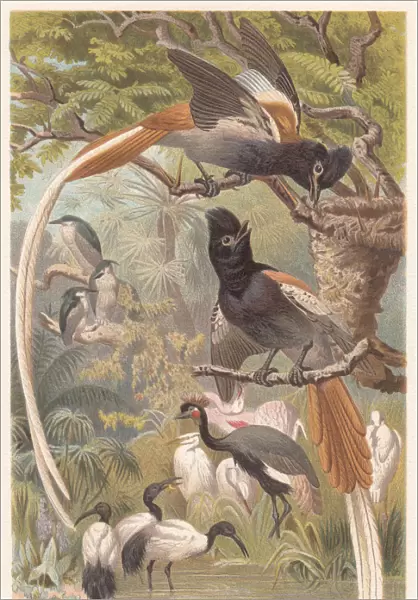 African Paradise Flycatcher (Terpsiphone viridis), lithograph, published in 1882