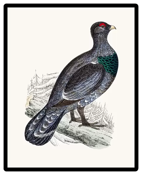 Western capercaillie wood grouse bird