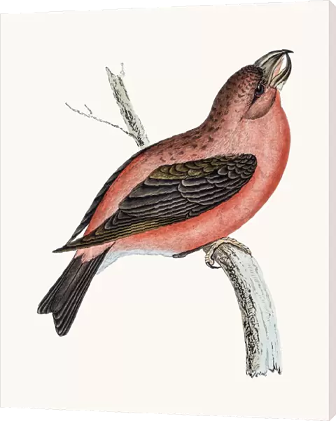Crossbill bird