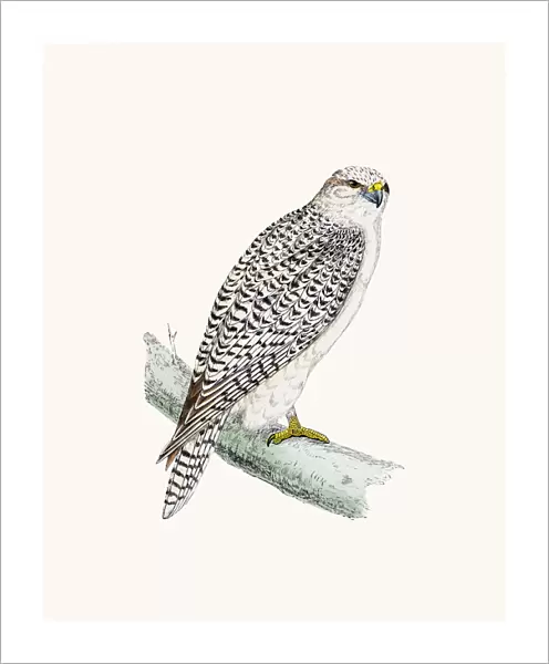 Jer Falcon bird of prey