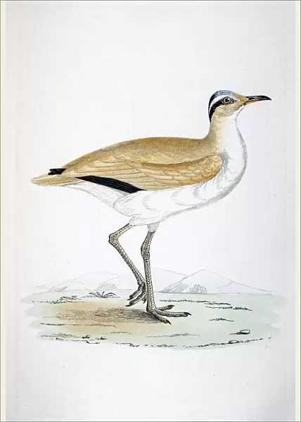 Courser bird 19 century illustration