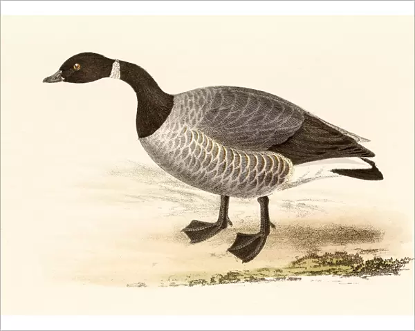 Brent goose, 19 century science illustration