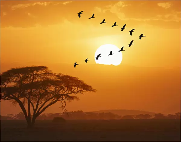 Gooses flying against sun