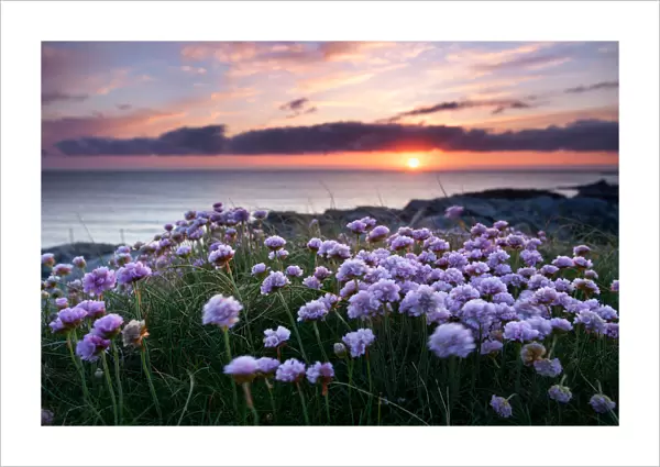 Pink flowers by the sea at sunset, Outer Hebrides, Scotland