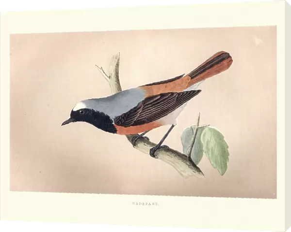 Natural History, Birds, Redstart (Phoenicurus phoenicurus)