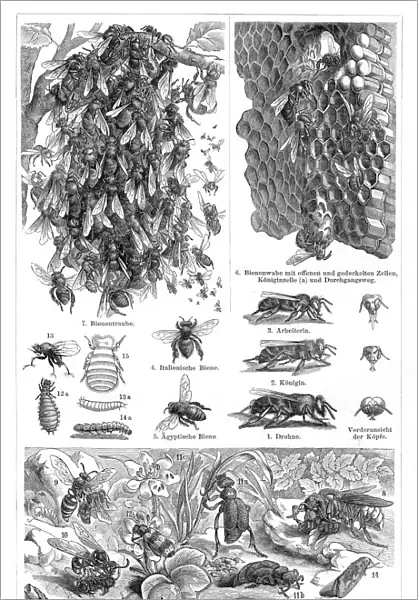 Bees engraving 1897