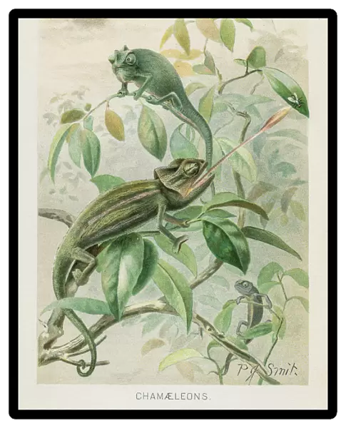 Chamaleon chromolithograph 1896