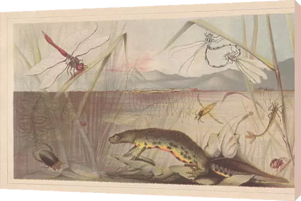 Aquatic insects, lithograph, published in 1868