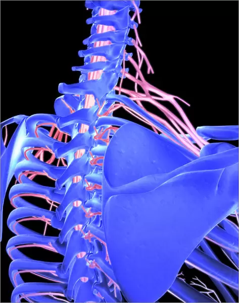 axillary nerve, back view, below view, black background, brachial plexus, cervical plexus