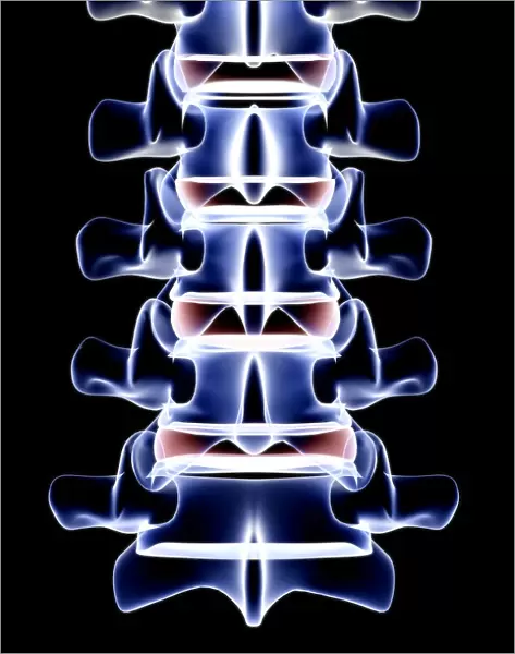 anatomy, back bone, back view, black background, bone, bone structure, bones, glow