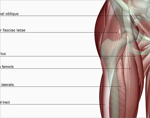 above view, anatomy, close-up view, front view, hip, hip muscles, human, illustration