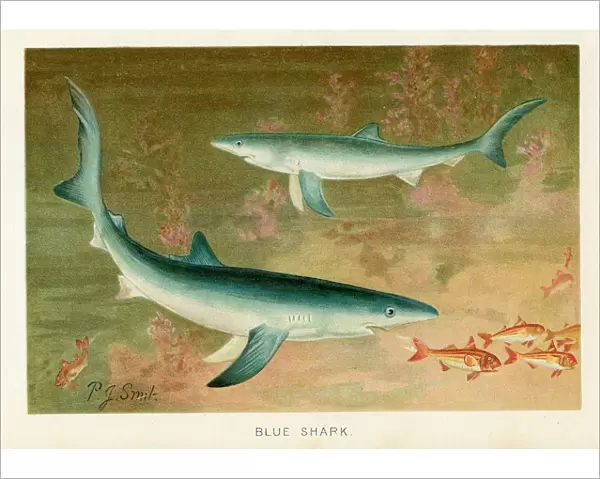 Blue shark chromolithograph 1896