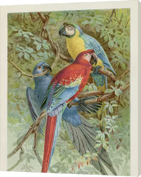 Macaws chromolithograph 1896