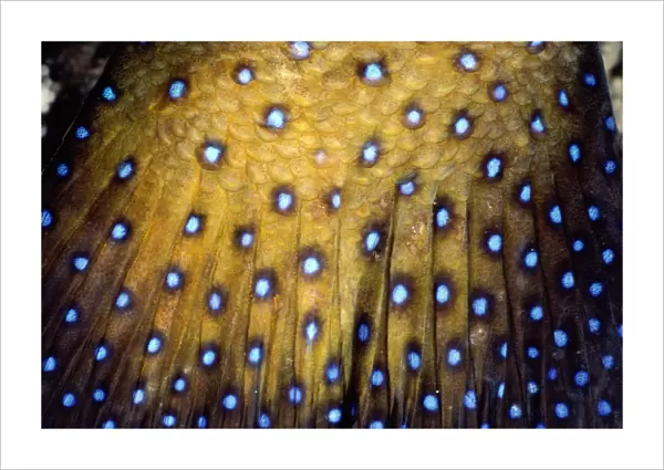 Peacock rockcod (Cephalopholis argus) detail of skin