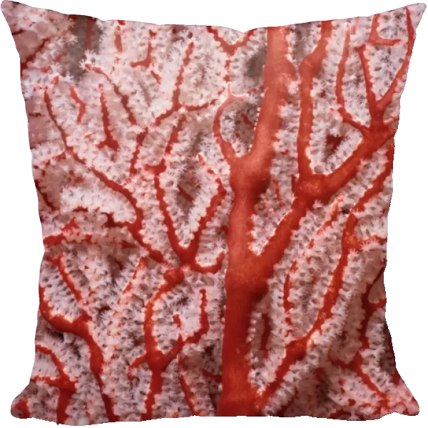 Knotty Gorgonian Coral
