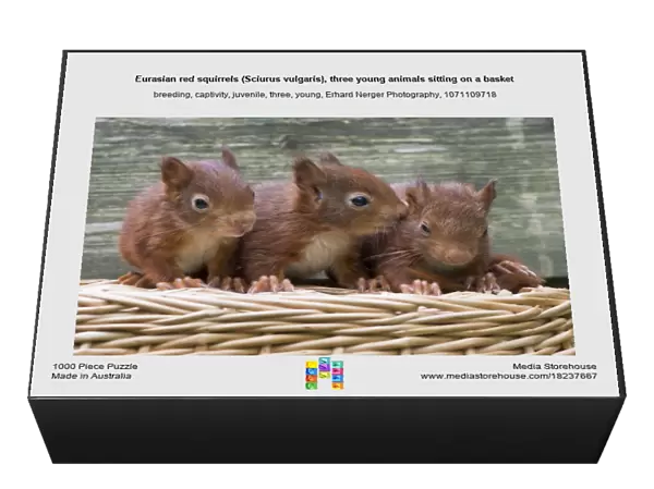 Eurasian red squirrels (Sciurus vulgaris), three young animals sitting on a basket