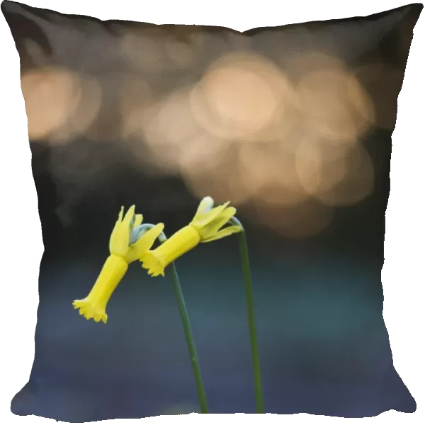 amaryllidaceae, atmospheric, backlit, blossoming, blurred, blurry, bokeh, cropped