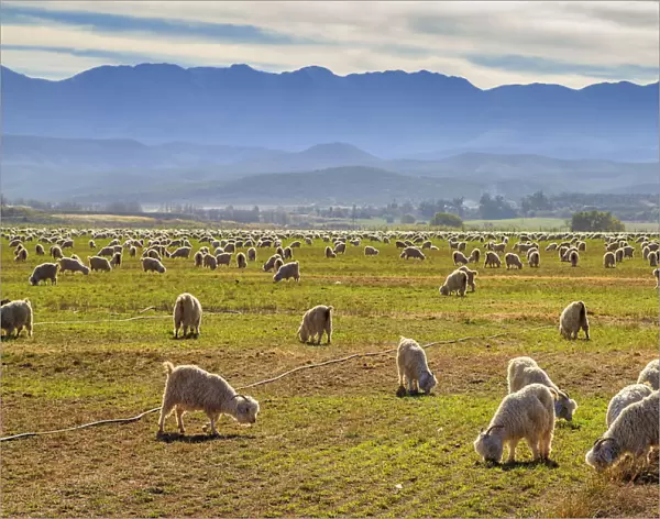 A pastoral scene of Angora goats grazing on the lands with the Swartberg mountains in the distance